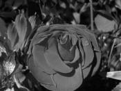 february 2005 black&white b&w rose flower