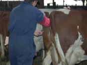 Artificial insemination of a dairy cow with frozen sperm from bull