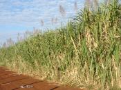 English: Sugar cane plantation ready for harvest, São Paulo State, Brazil