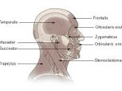 Illustration of head and neck muscles