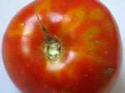 English: Tomato with tomato spotted wilt virus (Tospovirus), grown in Los Angeles, California.