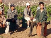 English: mexican farmworkers