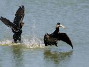 English: Two Double-crested Cormorants (Phalacrocorax auritus) and one fish. Like all cormorants, the double-crested dives to find its prey. It mainly eats fish. Fish are caught by diving under water. Smaller fish may be eaten while the bird is still bene