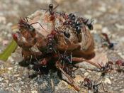 English: Meat-eater ants (Iridomyrmex purpureus) working cooperatively to devour a cicada (possibly Psaltoda moerens however damage to the victim makes a definite identification difficult to confirm). The cicada is approximately 60-70mm long, the ants are