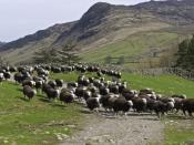A herd of Herdwick sheep in Cumbria.