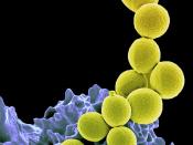 Methicillin-resistant Staphylococcus aureus Bacteria