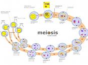 Meiosis is a process in which a diploid cell divides itself into 4 haploid cells. The diagram shows Meiosis as a non-cyclic process.