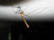 crane fly hanging from my ceiling (MACRO it, don't panic !)