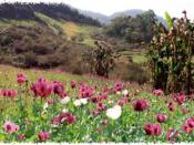A field of opium poppies in Burma.