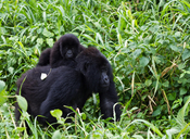 English: Mountain gorillas in Virunga National Park DR Congo