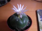 English: A flowering peyote cactus, a photograph of my own peyote, growing on my windowsill, UK. I'd appreciate it if any reproductions of this image would credit myself.