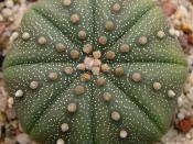 Astrophytum asterias, a cactus.