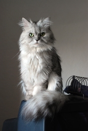 Doll face silver Persian cat