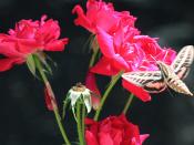 White-lined sphinx moth pokes at our roses