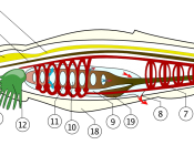 Lancelet's anatomy scheme Deutsch: Schema Lanzettfischchen
