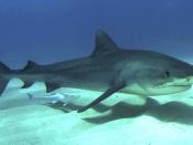 English: Juvenile tiger shark Bahama's