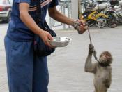 English: Image of a man with a monkey asking for quais in Shanghai.