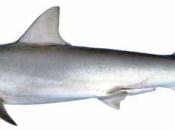 English: Blacknose shark (Carcharhinus acronotus)