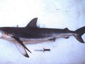 English: Dusky shark (Carcharhinus obscurus)