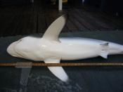 English: Silky shark (Carcharhinus falciformis)