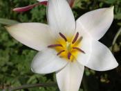 A picture of the Tulip en ( Tulipa clusiana en 'Lady Jane') flower. Photo taken in the Rock Ledge at the Chanticleer Garden where it was identified.