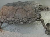 Proganochelys quenstedti, American Museum of Natural History