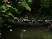 Turtles, Tortoises, and Terrapins are reptiles of the Order Testudines (all living turtles belong to the crown group Chelonia), most of whose body is shielded by a special bony or cartilagenous shell developed from their ribs.