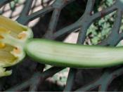Longitudinal section of female flower of squash (courgette), showing ovary, ovules, pistil, and petals