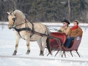 This was another of the competitors at the St. Croix Valley Carriage and Driving Society's 2008 Sleigh and Cutter Festival held in Lake Elmo, MN. This portland cutter is being pulled by a a Norwegian Fjord.