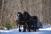 English: Horse and sleigh ride at Fulton's cabane à sucre (sugar shack) in Pakenham, Ontario.