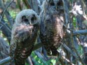 Fledgling Northern Spotted Owls