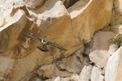 Peregrine Falcon (Falco peregrinus) in flight