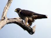 Peregrine_Falcon (Falco peregrinus) Kobble Creek, SE Queensland, Australia