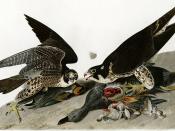 Peregrine Falcons, illustration by John James Audubon