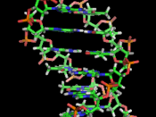 English: Static thumb frame of Animation of the structure of a section of DNA. The bases lie horizontally between the two spiraling strands.
