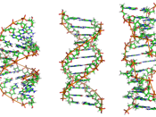 From left to right, the structures of A-, B- and Z-DNA. The structure a DNA molecule depends on its environment. In aqueous enviromnents, including the majority of DNA in a cell, B-DNA is the most common structure. The A-DNA structure is dominates in dehy