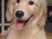 English: Golden retriever puppy, three months old. (Daisy Parker)