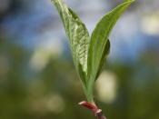 Flowering Dogwood Cornus florida Leaf 2000px