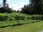 Rattey - Weinbaugebiet Stargarder Land