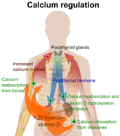 English: Overview of calcium regulation (See Wikipedia:Calcium in biology). To discuss image, please see Talk:Human body diagrams References Page 1094 (The Parathyroid Glands and Vitamin D) in: Walter F., PhD. Boron (2003). Medical Physiology: A Cellu