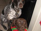 English: Bartleby, 7 year old German Shorthaired Pointer, from Minado's kennel in San Diego, CA; Buttercup, 6 month old German Shorthaired Puppy, from To the Point GSP Rescue in Tucson, AZ.