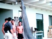 14-foot, 1200 pound tiger shark caught in Kaneohe Bay, Oahu, Hawaii.