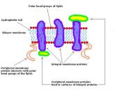 English: Integral and Peripheral membrane proteins