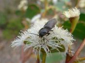 Click Beetle on eucalypt
