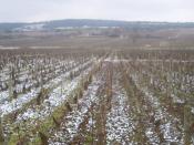 Français : Vue d'une partie du vignoble de Meursault