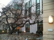 English: The Earl Warren Hall at Berkeley was designed to architecturally accommodate this Mongolian Oak. see: http://berkeley.edu/news/multimedia/2004/01/notable.swf