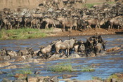 Wildebeest crossing the river