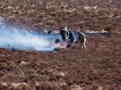 English: This shows the control of gorse by burning on Dartmoor, Devon, UK. The gorse is burnt off in a controlled manner to allow grass and heather to regrow and feed livestock. There is detail here of the beaters being used to prevent the fire burning o