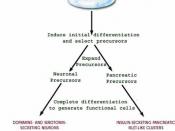 English: Diagram to show how embryonic stem cells are differentiated