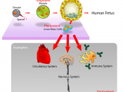 Stem cell diagram illustrates a human fetus stem cell and possible uses on the circulatory, nervous, and immune systems.